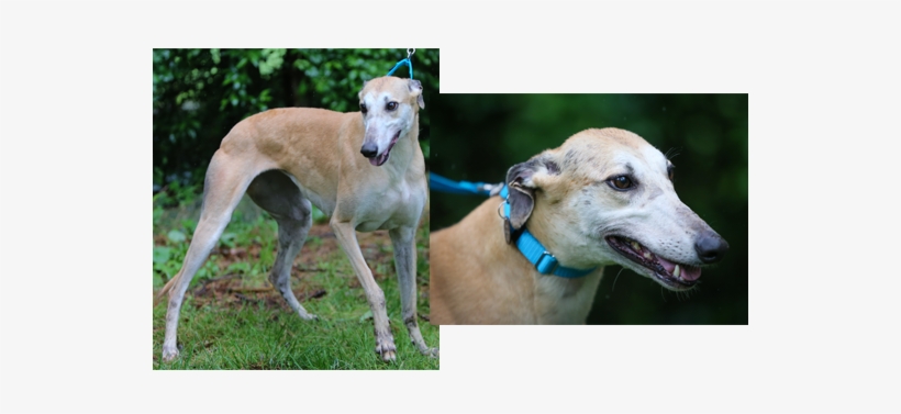 Cheeky - Greyhound, transparent png
