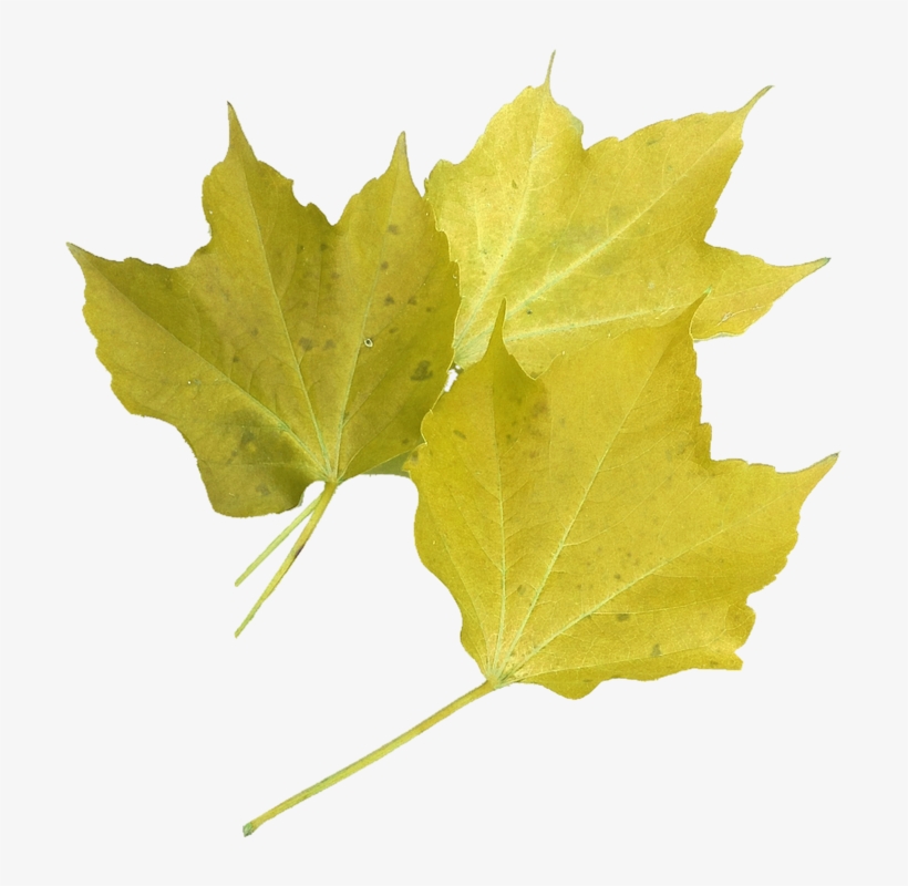 Isolated, Yellow Maple Leaf, Nature, Autumn Colours - Still Life With Scarlet Leaves And A Painted Rock Journal, transparent png
