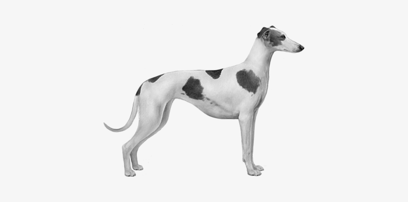 Polish Greyhound - Headshot - Polish Greyhound, transparent png