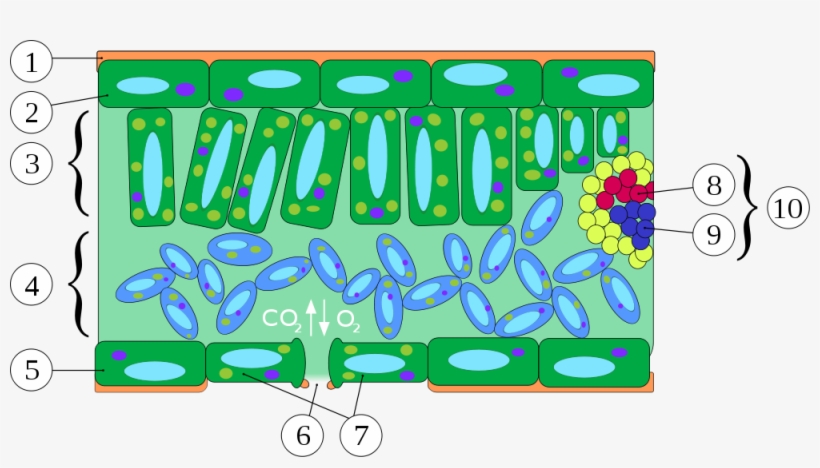 Anatomia Folha - Transverse Section Of Leaf, transparent png