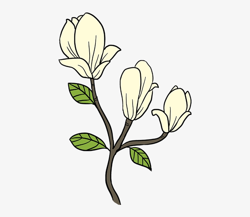 How To Draw Magnolia Flower - Draw A Magnolia Flower Easy, transparent png