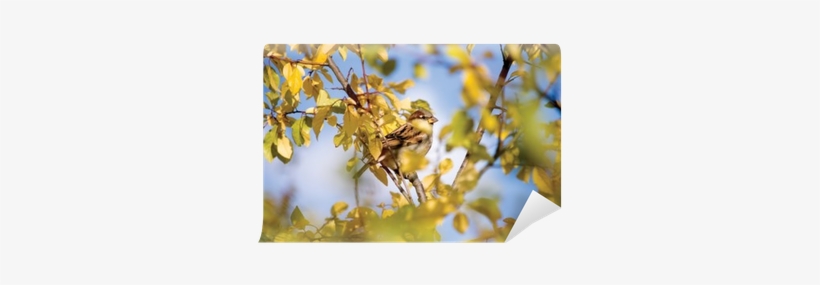 Sparrow Bird Hideout In Autumn Trees Wall Mural • Pixers® - House Sparrow, transparent png
