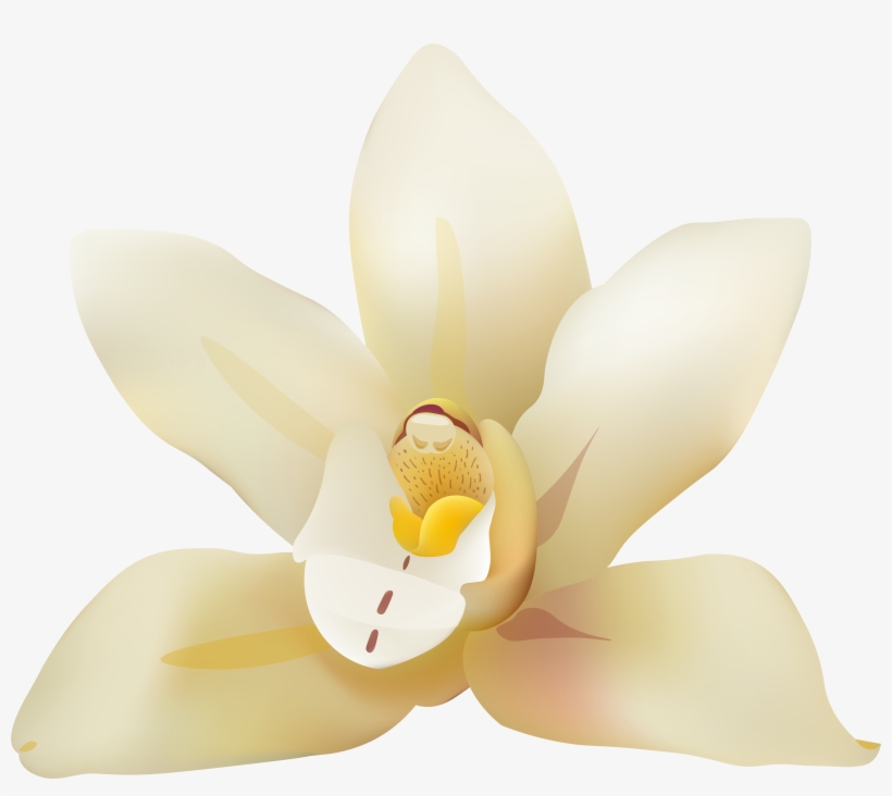 Magnolia Flower Png, transparent png