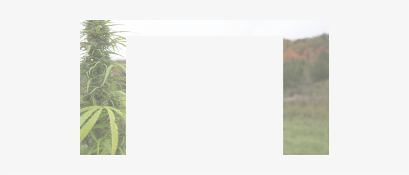 1200px Background Ad With 120px Top Margin Cannabis - Grass, transparent png