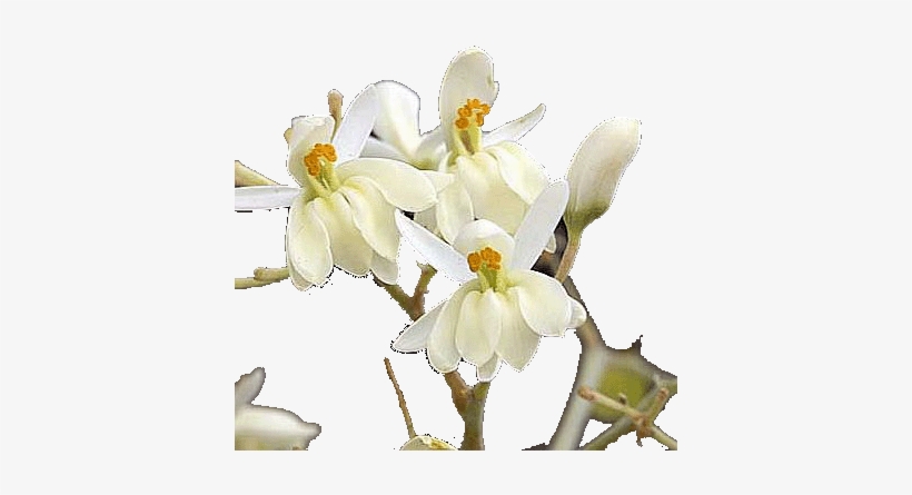 Moringa Flowers Use In Traditional Medicine - Flowers, transparent png