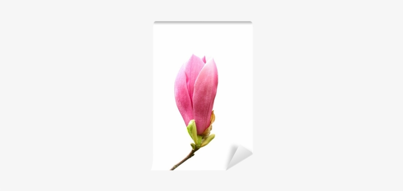 Chinese Magnolia, transparent png