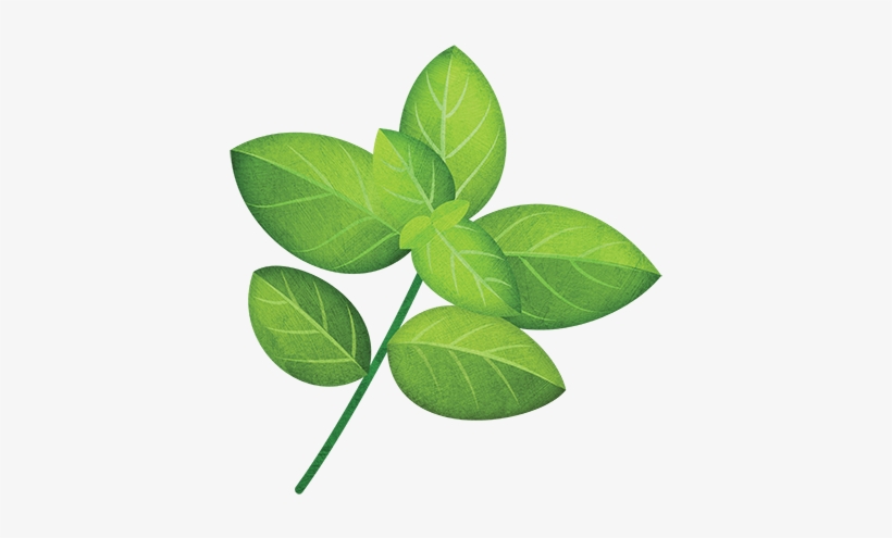 Basil, transparent png