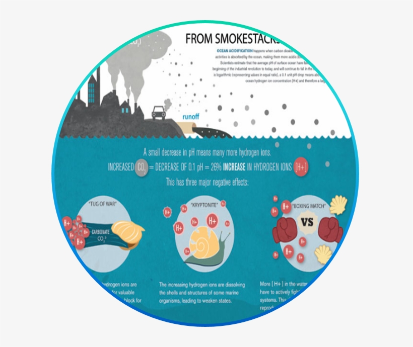 Effects Of Ocean Acidification Info Graphic By Deanna - Ocean Acidification National Research Council, transparent png