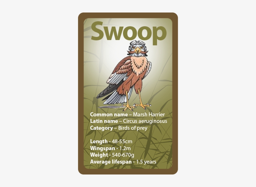 More About Marsh Harriers - Squadron Leader, transparent png