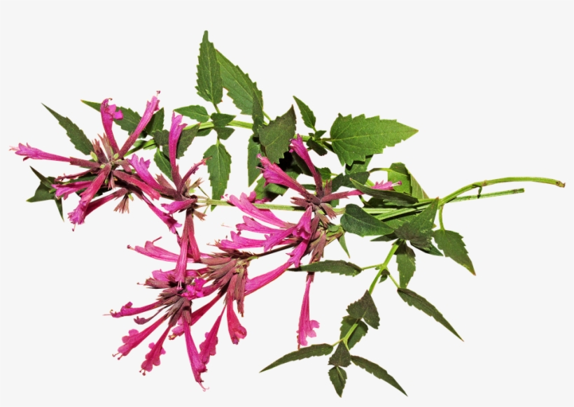 Aniseed, Flower, Herb, Stem, Plant - Anise, transparent png