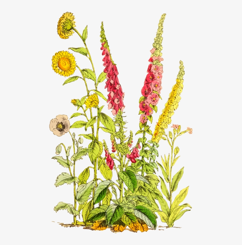 Flower Botany Plant Stem Herbalism Leaf - Clip Art, transparent png