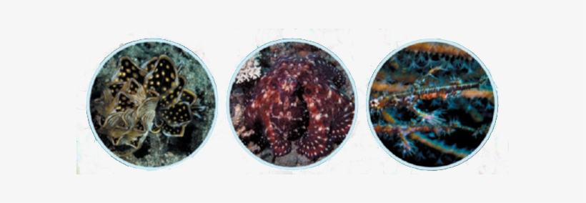 Image - Stony Coral, transparent png