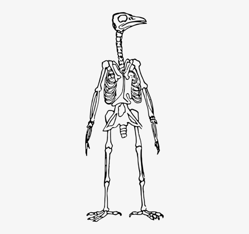 Bird Skeleton Clipart Bird Skeleton Clip Art - Esqueleto De Pajaro Dibujo, transparent png