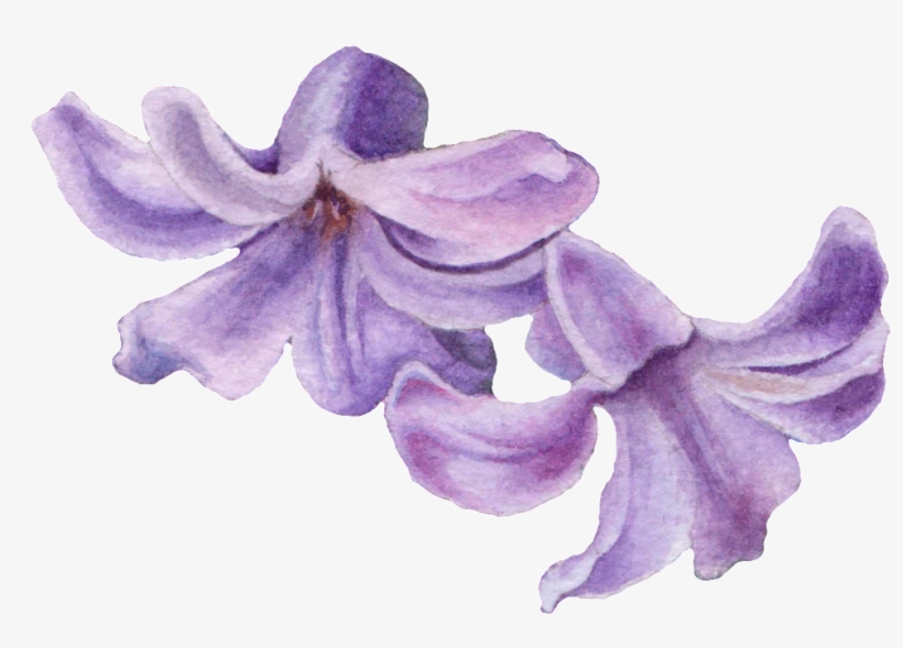 Two Hyacinth Png Transparent - Hyacinth, transparent png