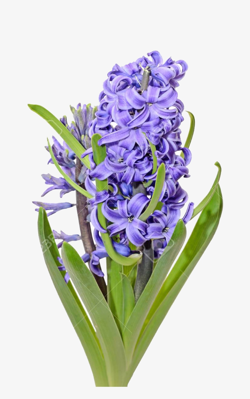 Hyacinth, transparent png