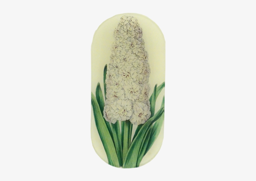 Hyacinth Anna Maria - Hyacinth, transparent png