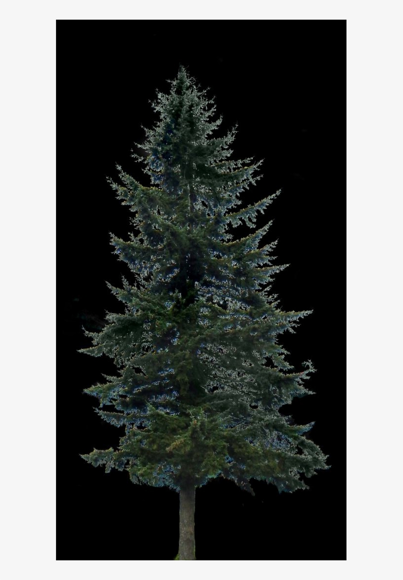 Pine Tree Big - Pine, transparent png