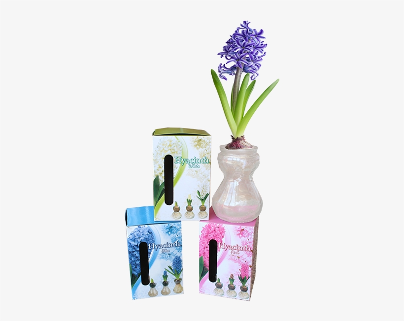 325091 Hyacinth Op Glas Per 24 - Grape Hyacinth, transparent png