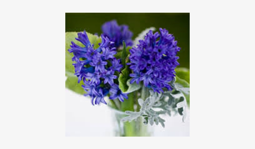 Hyacinth, transparent png