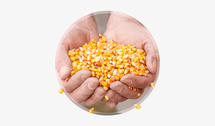 Opportunity For Improved Grain Quality - Maize, transparent png