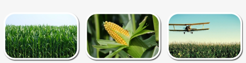 Mushe Maize - Crop Production: Principles And Practices - Hardcover, transparent png