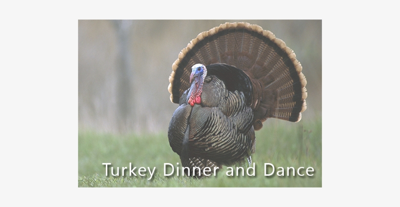 Post Navigation - Thanksgiving Turkey Bird, transparent png