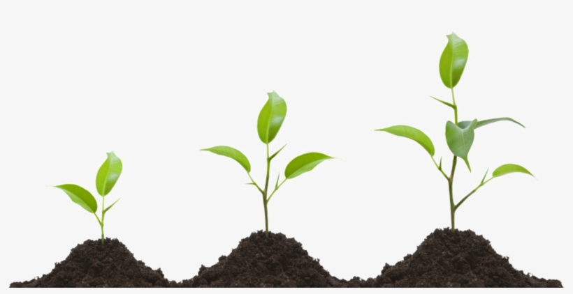 Grow Png Image - Plant Growing Transparent, transparent png