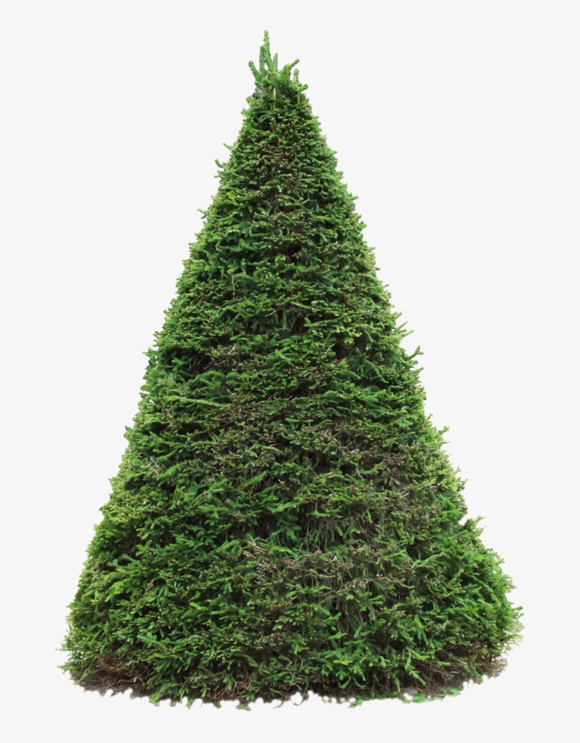 Spruce Png - Spruce, transparent png