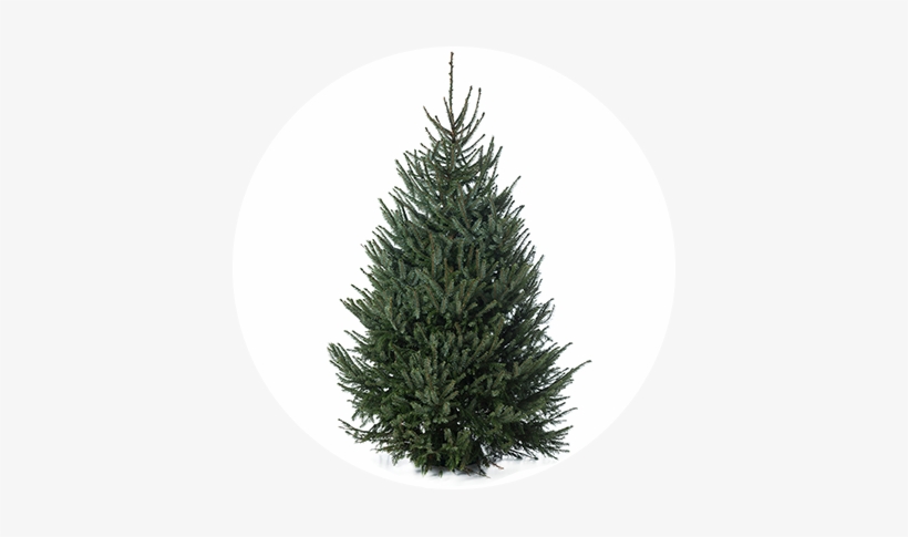 Picea Omorika - Fresh Cut Fraser Fir, transparent png
