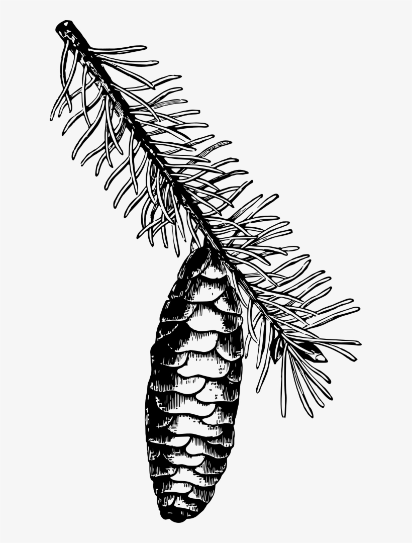 Norway Spruce - Norway Spruce Drawing, transparent png