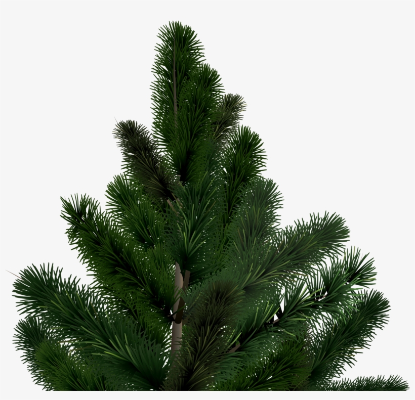 Christmas Tree, transparent png