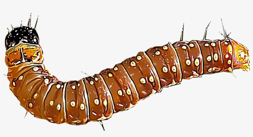 Several Species Of Spruce Budworms Are Responsible - Imagen De Gusano Png, transparent png