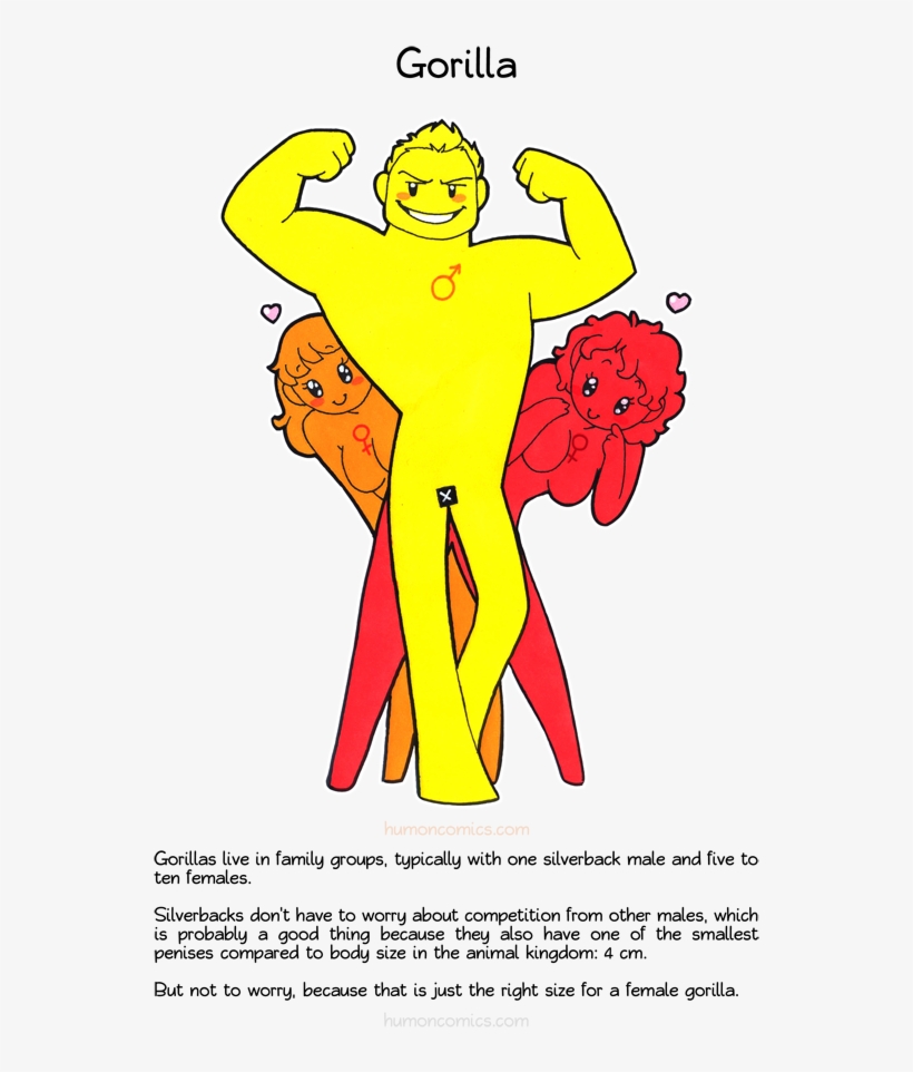 Gorilla Humoncomics - Com - Animal Lives Compared To Humans, transparent png
