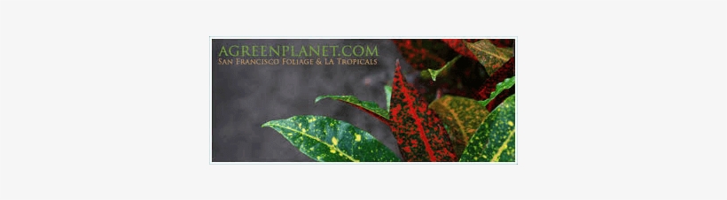 Green Planet Logo Transparent 375×375 - Macrocystis, transparent png