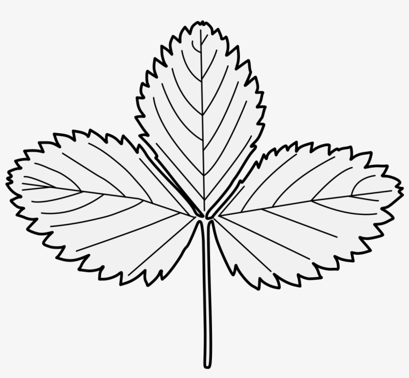3 Strawberry Leaves - Strawberry Leaves Black And White, transparent png