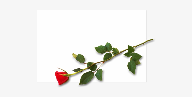 Free Photo Driven Celebration Placecard Invitation - Garden Roses, transparent png