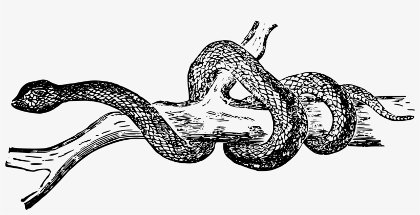Big Image - Black And White Illustration Snake Transparent, transparent png
