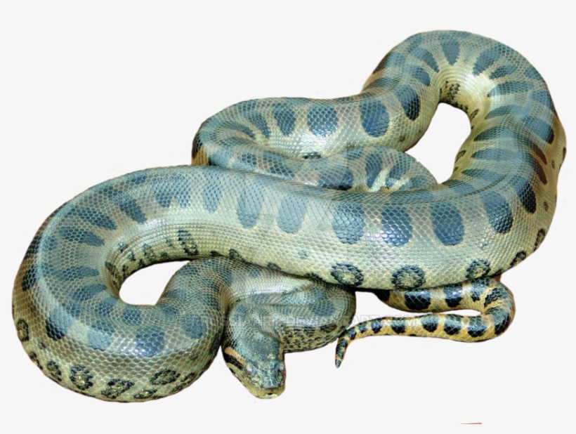 Png Anaconda No Background - Anaconda Png, transparent png