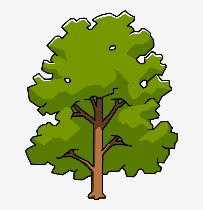 Sycamore Png - Oak, transparent png