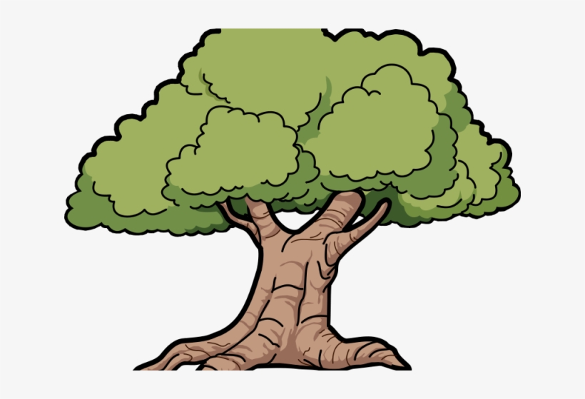 Tree Clipart Clipart Sycamore Tree - Oak Clipart, transparent png