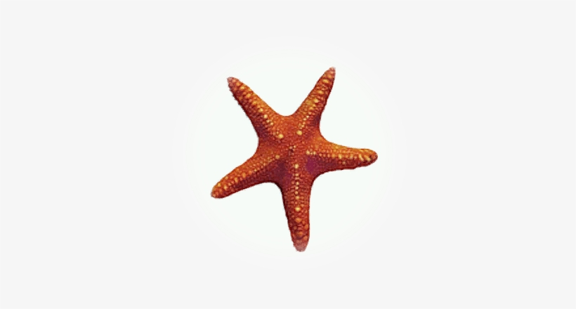 Estrella De Mar - Starfish, transparent png