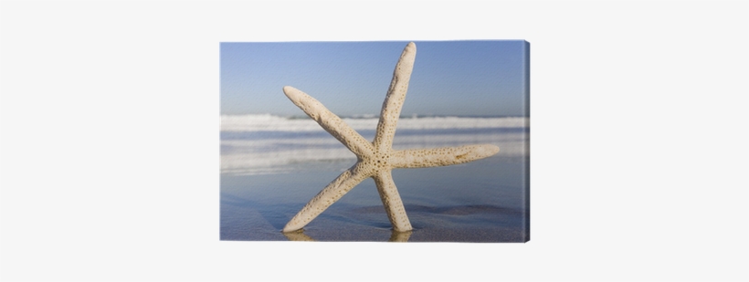 Starfish, transparent png
