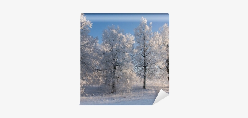 Grove, transparent png