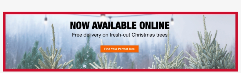 Fresh-cut Christmas Trees - Tree, transparent png