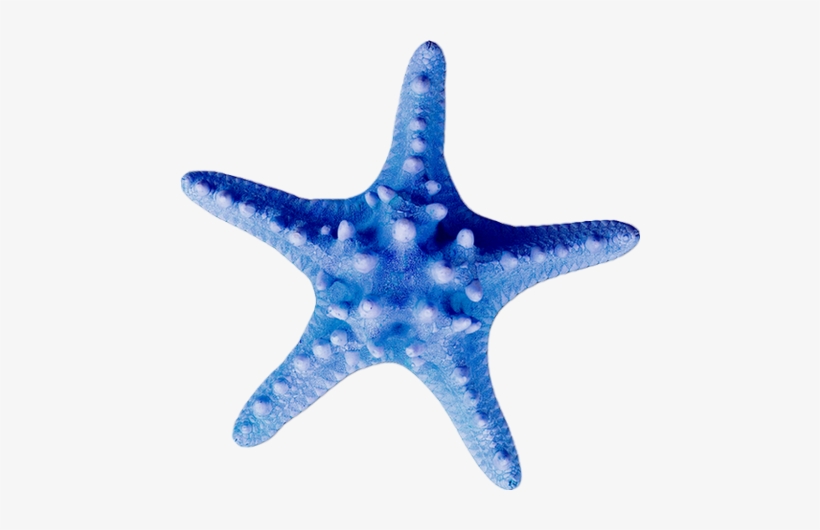 Starfish, transparent png