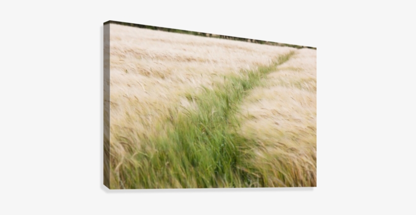 Tall Grass In A Field Canvas Print - Posterazzi Dpi1863154large Tall Grass In A Field Poster, transparent png