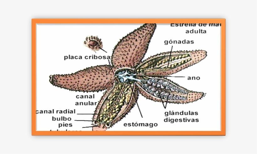 La Mayoría De Las Estrellas De Mar - El Sistema Digestivo De Un Equinodermo, transparent png