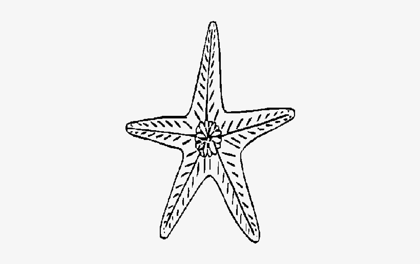 Desenho De Uma Estrela Do Mar, transparent png