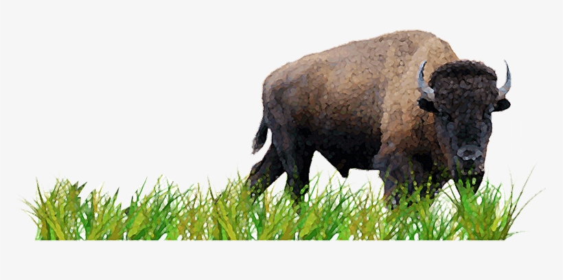 Activity 3 Plan A Prairie - American Bison, transparent png
