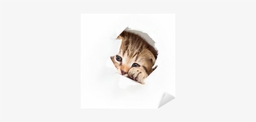 Funny Kitten Looking Out Hole In Torn Paper Sticker - Cat, transparent png